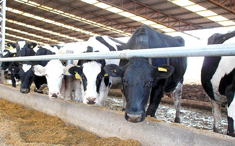 Ganaderos lecheros advierten que sus costos de producción subieron hasta 70%