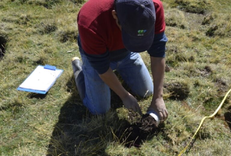 Áncash: Identifican vegetales altoandinos capaces de descontaminar agua y suelos en nevados