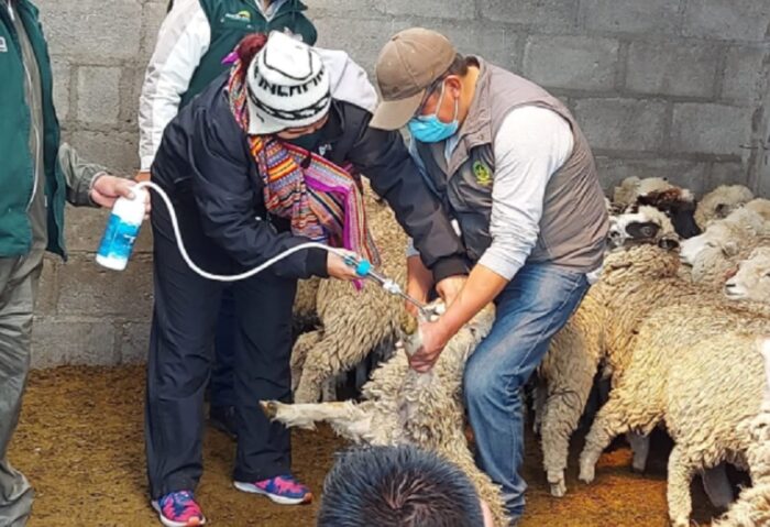 Junín: protegen de heladas a 112,600 cabezas de ganado con kits veterinarios y cobertizos
