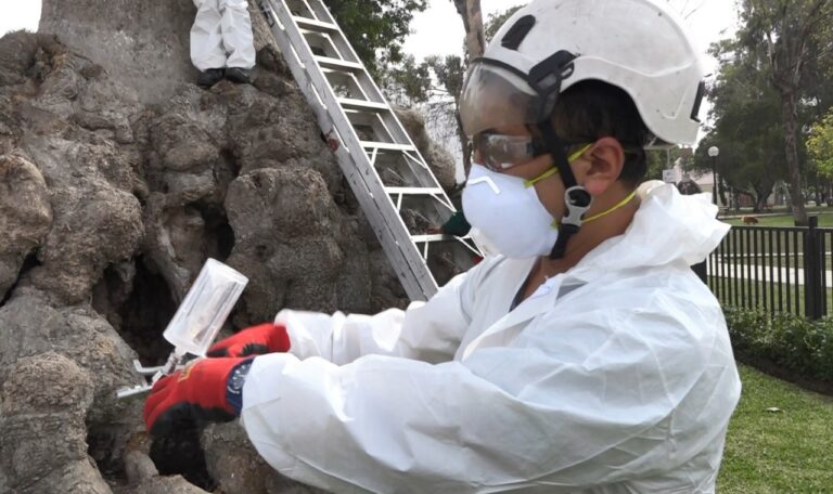 CON INYECCIONES DE NUTRIENTES PROTEGEN DE HONGOS Y PLAGAS AL OMBÚ DE SAN MARTÍN