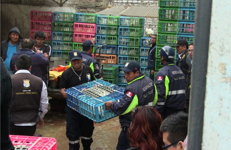 INTERVIENEN CENTROS DE ACOPIO CLANDESTINOS DE POLLOS EN LA MILLA