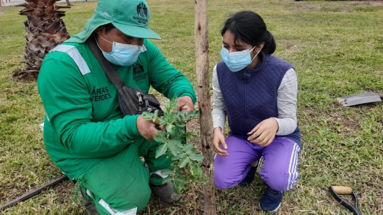 MAGDALENA: MUNICIPALIDAD PLANTÓ MÁS DE 3500 ÁRBOLES EN UN PERIODO DE 40 MESES