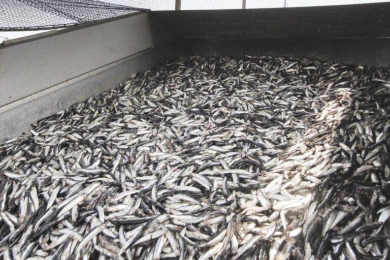 AUTORIZAN TEMPORADA DE PESCA DE ANCHOVETA EN NORTE-CENTRO DEL PAÍS PARA 2022