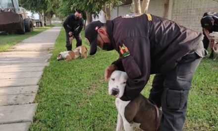 Surco: 3 pitbulls maltratados y amaestrados para pelear ahora son parte de la brigada canina