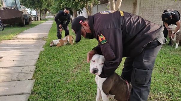 Surco: 3 pitbulls maltratados y amaestrados para pelear ahora son parte de la brigada canina