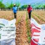 Se avecina incremento de precios por escasez de fertilizantes para 2023