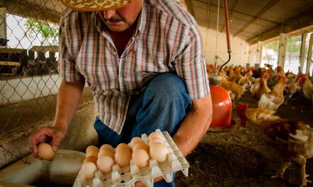En el Perú el consumo y producción de huevos se reduce en un 40%