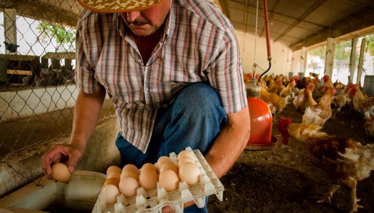 En el Perú el consumo y producción de huevos se reduce en un 40%