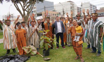 PLANTAN HIJO DE OMBÚ EN PARQUE EL CARMEN