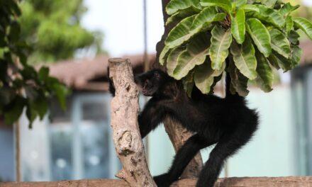 DÍA MUNDIAL DE LA VIDA SILVESTRE: PARQUE DE LAS LEYENDAS INVITA A CUIDAR LA FLORA Y FAUNA