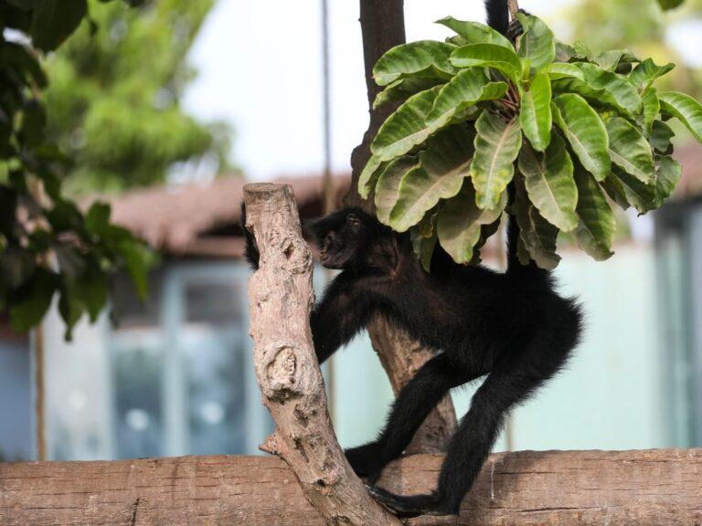 DÍA MUNDIAL DE LA VIDA SILVESTRE: PARQUE DE LAS LEYENDAS INVITA A CUIDAR LA FLORA Y FAUNA