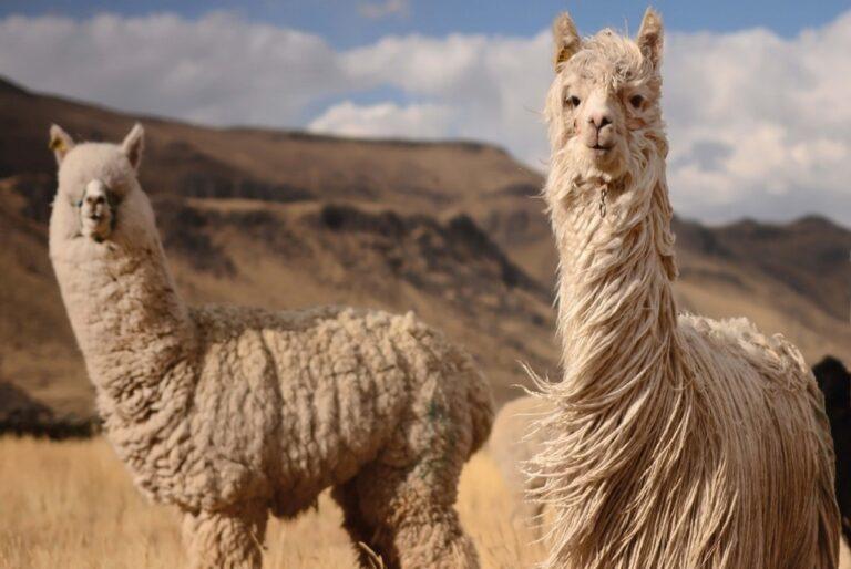MIDAGRI RECONOCE A COOPERATIVA COOPECAN POR LOGRAR CERTIFICACION DE ESTÁNDAR DE ALPACA RESPONSABLE