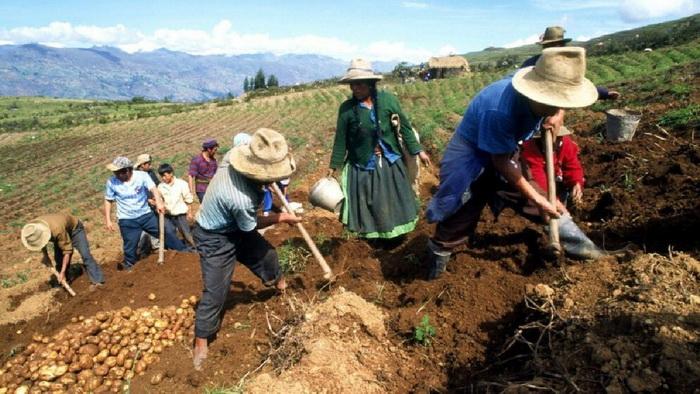 Nueve de cada diez peruanos que trabajan en el sector agrícola están en la informalidad