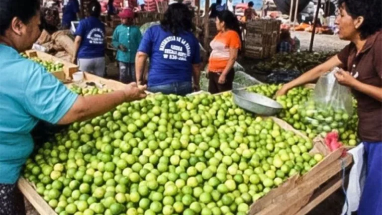Precio del limón se sitúa por debajo de S/ 10 en mercado mayorista de Lima