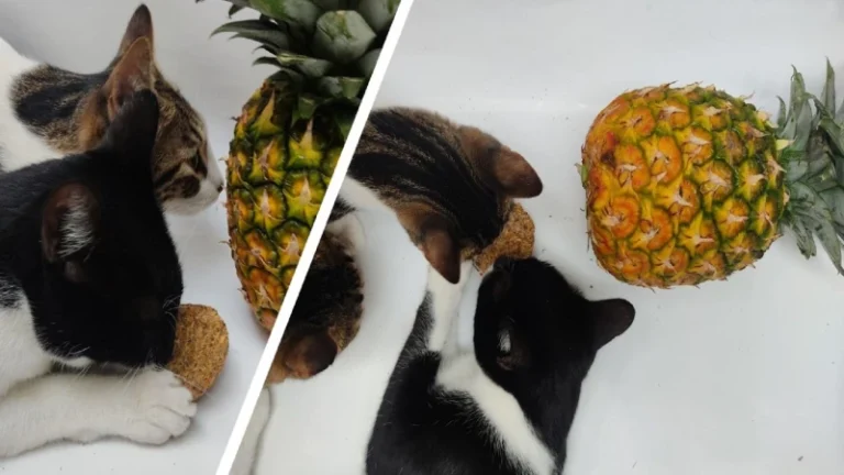Peruana crea rascadores para gatos usando cáscaras de piña y es premiada en Corea del Sur