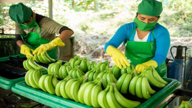 Productores de banano buscan introducir puré orgánico en mercado europeo