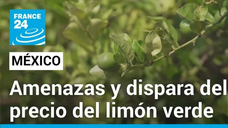 México: la amenaza de la extorsión dispara el precio del limón verde