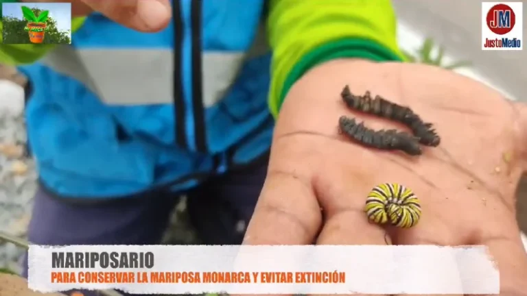 La Municipalidad de la Victoria cuenta con un mariposario en su vivero municipal del parque del encuentro