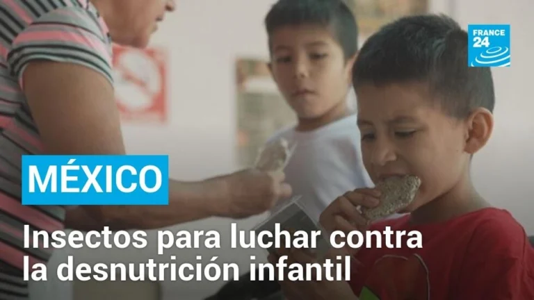 México: Pediatras recurren a los insectos para combatir la desnutrición infantil [Video]