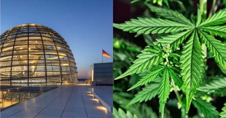 ¡Aprobado! Alemania legaliza el uso de cannabis recreativo en adultos: ¿En qué otros países está autorizado?