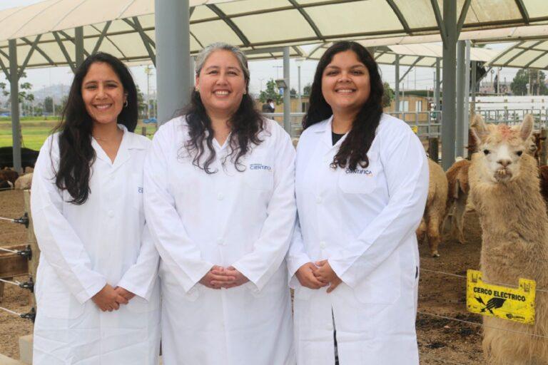 Científicas peruanas diseñan vagina artificial para potenciar reproducción de alpacas