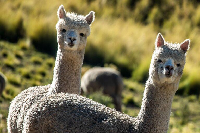 Científicos peruanos estudian la genética de alpacas para mejorar la calidad de su fibra