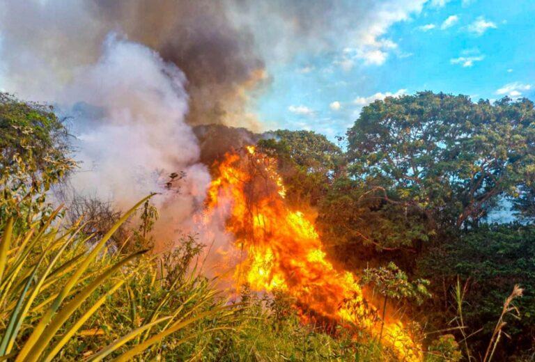 Incendios forestales: Defensoría pide a Gobierno declarar en emergencia regiones afectadas