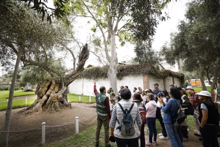 APEC 2024: Delegaciones internacionales podrán conocer el olivo centenario plantado por Fray Martín de Porres