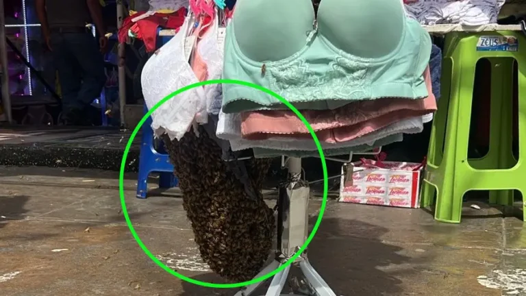 Enjambre de abejas causa alarma en stand de Gamarra y es retirado sin incidentes